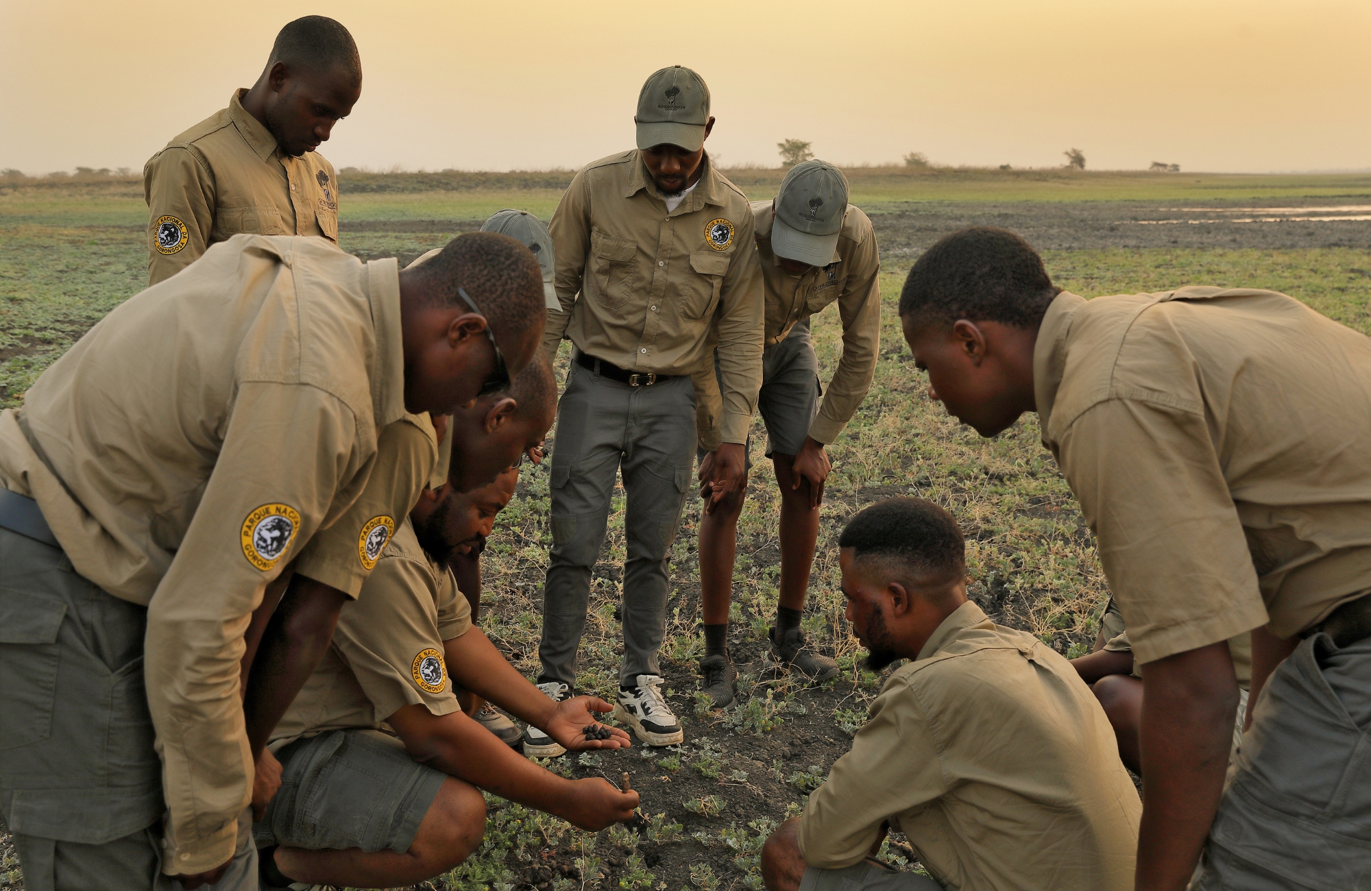 impact-in-gorongosa-national-park-rangers-programme A group of wildlife rangers gather closely, examining tracks and signs on the ground together, demonstrating the impact in Gorongosa through shared knowledge and collective decision-making.
