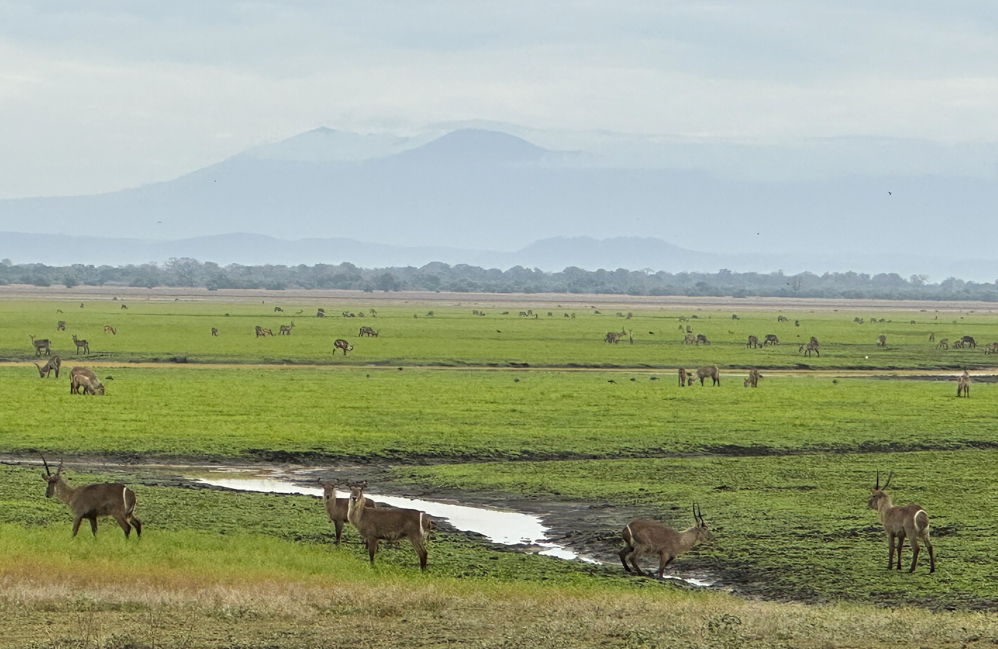 impact-in-gorongosa-national-park-waterbuck-sam-myburgh A wide green floodplain dotted with grazing antelope stretches toward distant blue mountains, showing the impact in Gorongosa through visible abundance and space.
