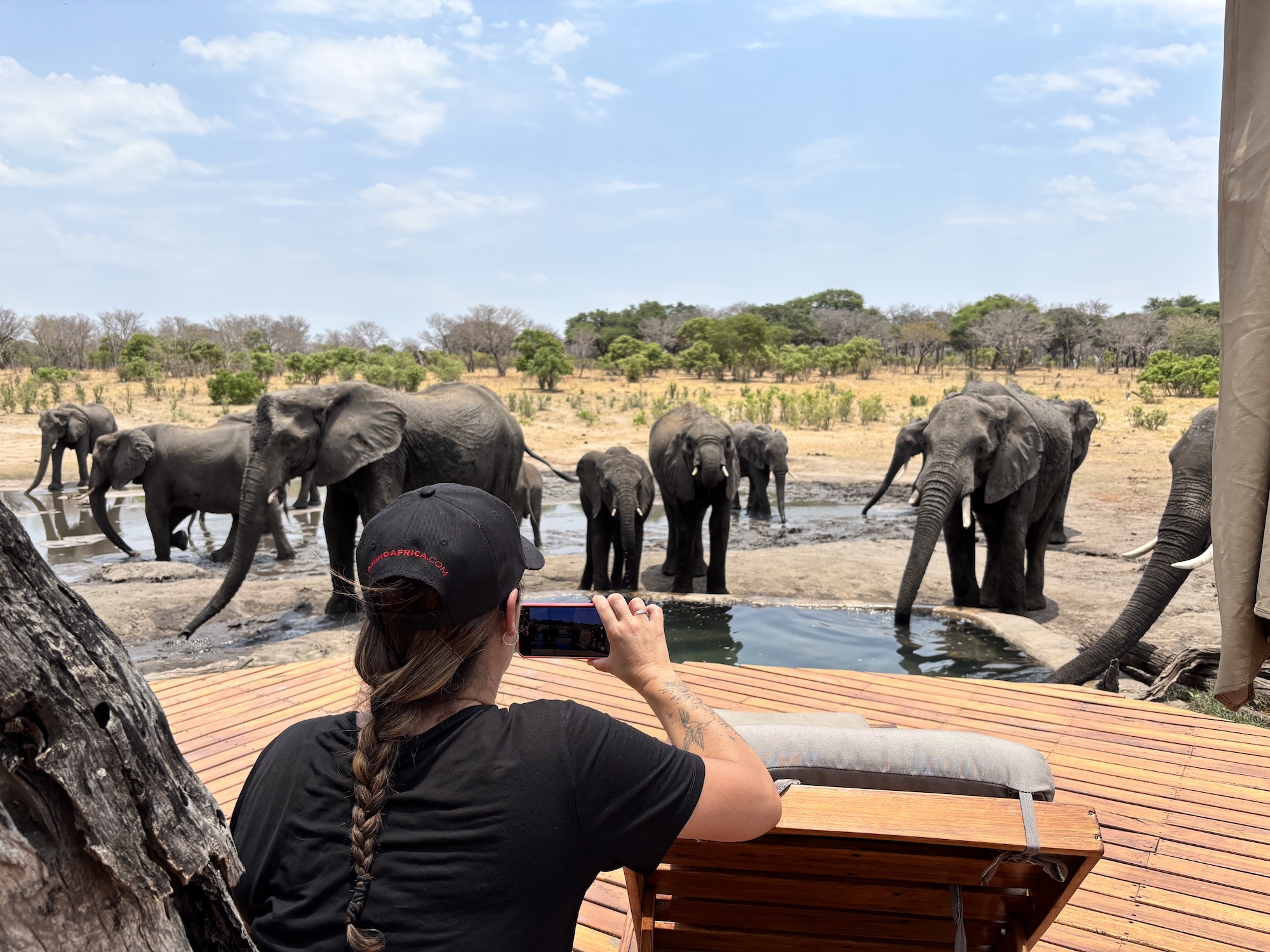 elephant-safari-zimbabwe Woman taking photo with photo of elephants drinking from pool in Zimbabwe