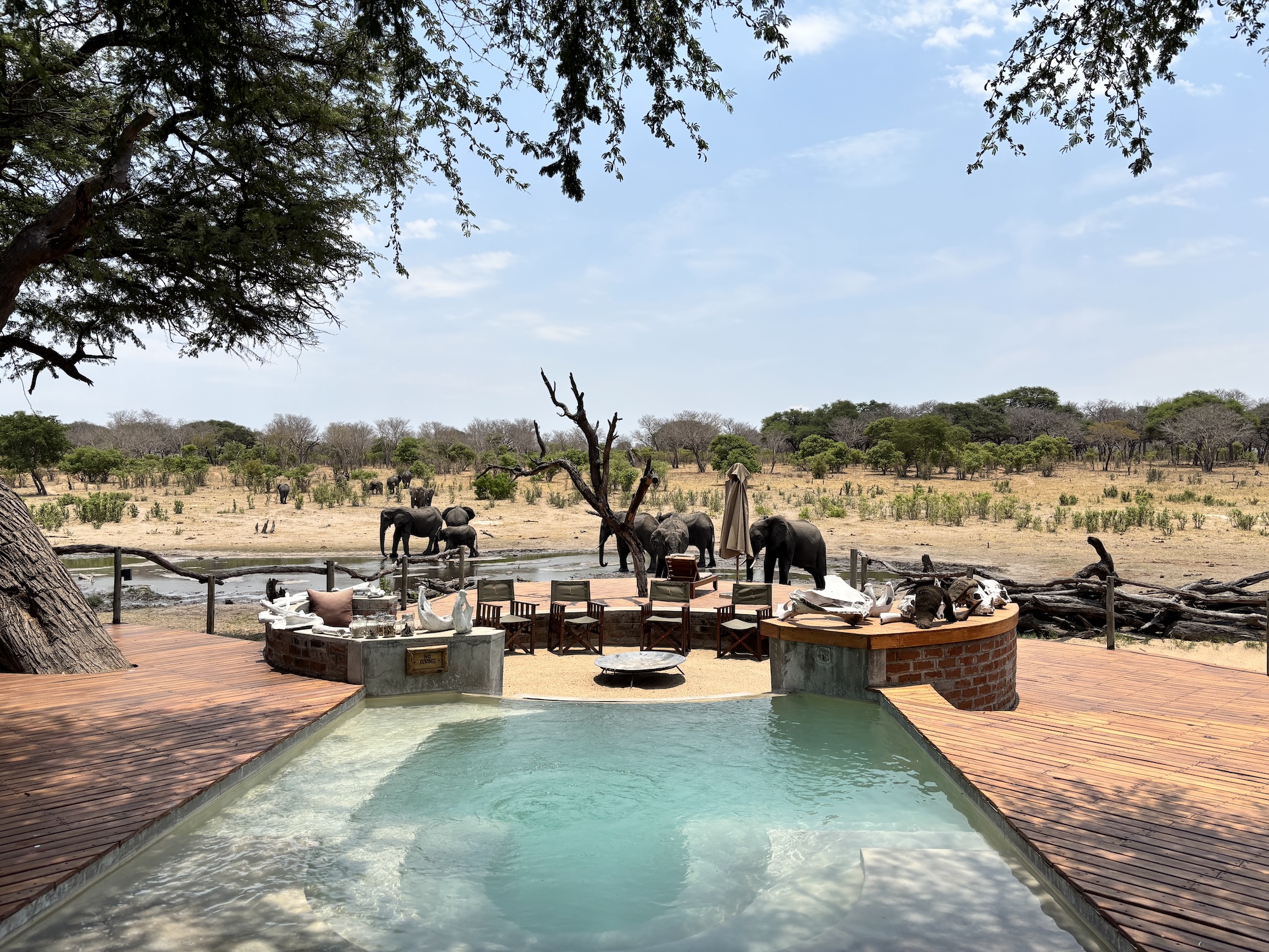 somalisa-camp-elephants-at-camp Elephant herd at Somalisa Camp