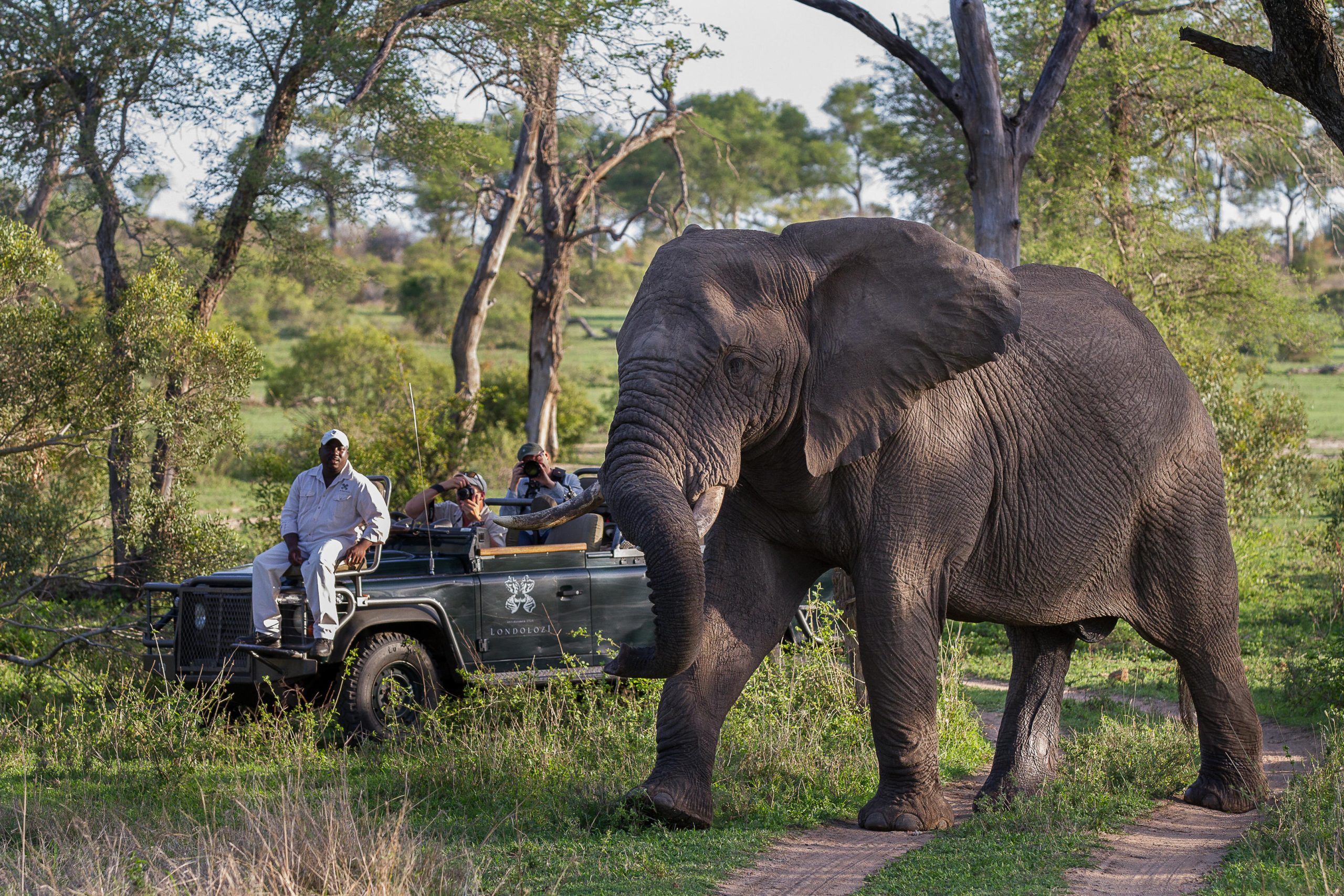 On Safari at Londolozi