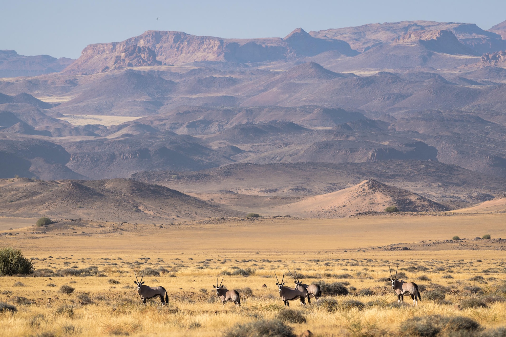Wilderness Damaraland Camp Antelope stand in the grasslands with mountains in the background in Damaraland Namibia