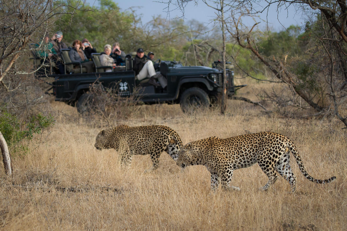 two_leopard_james_tyrrell