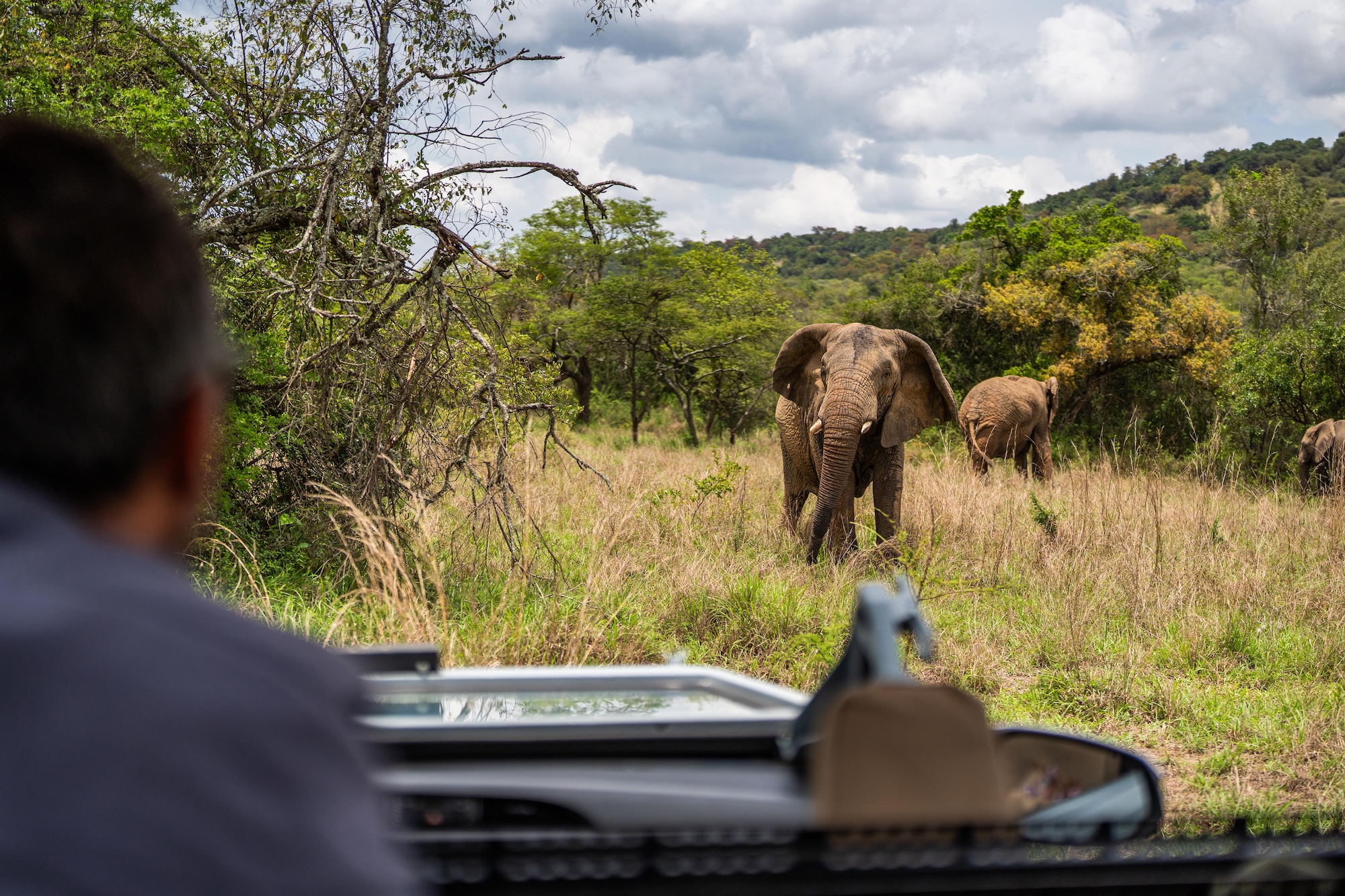An elephant in Akegera National Park in Rwanda, the best time to go to Rwanda to see the Big 5