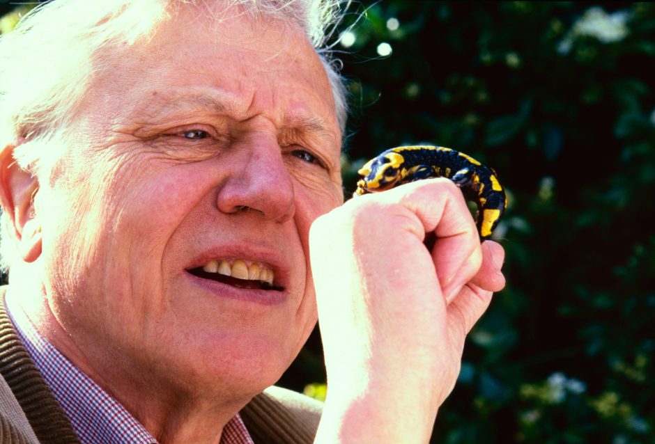 David Attenborough with a salamander in the garden of his home in Kew