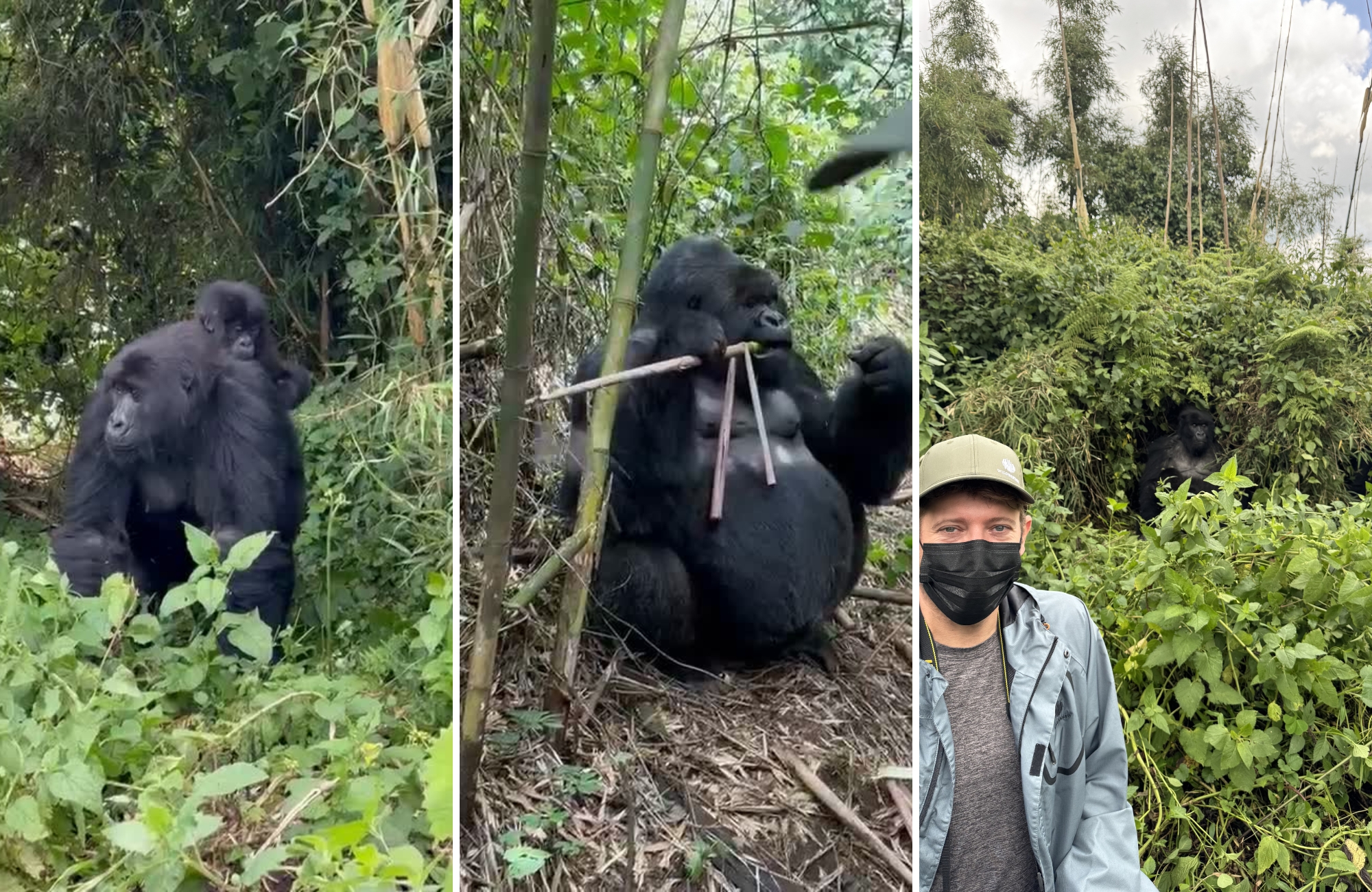 The gorillas of Volcanoes National Park, Rwanda