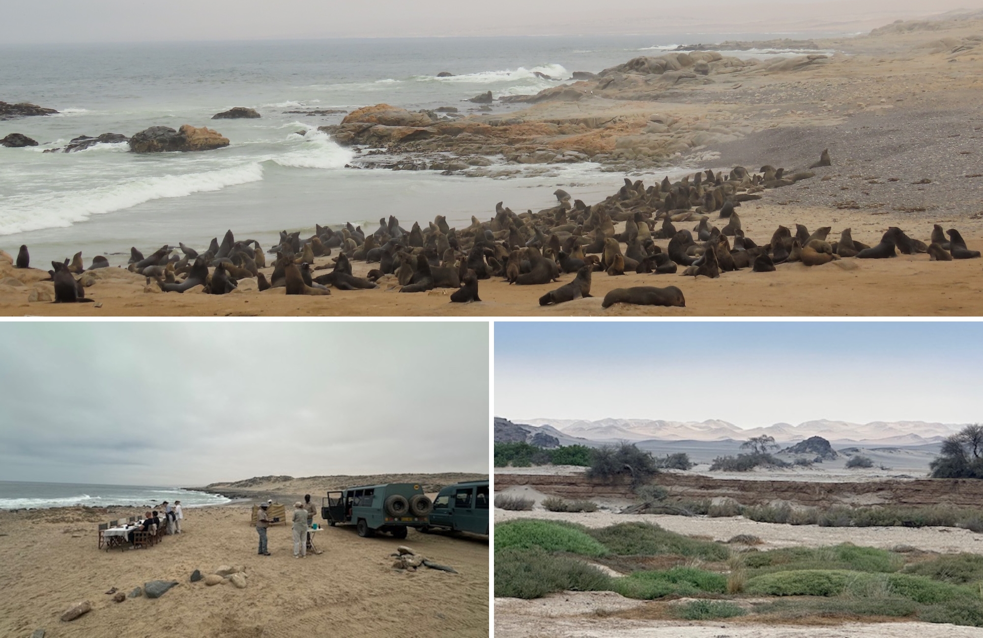 Seal colony along the Skeleton Coast with safari vehicles, coastal picnic setup, and desert landscape beyond.