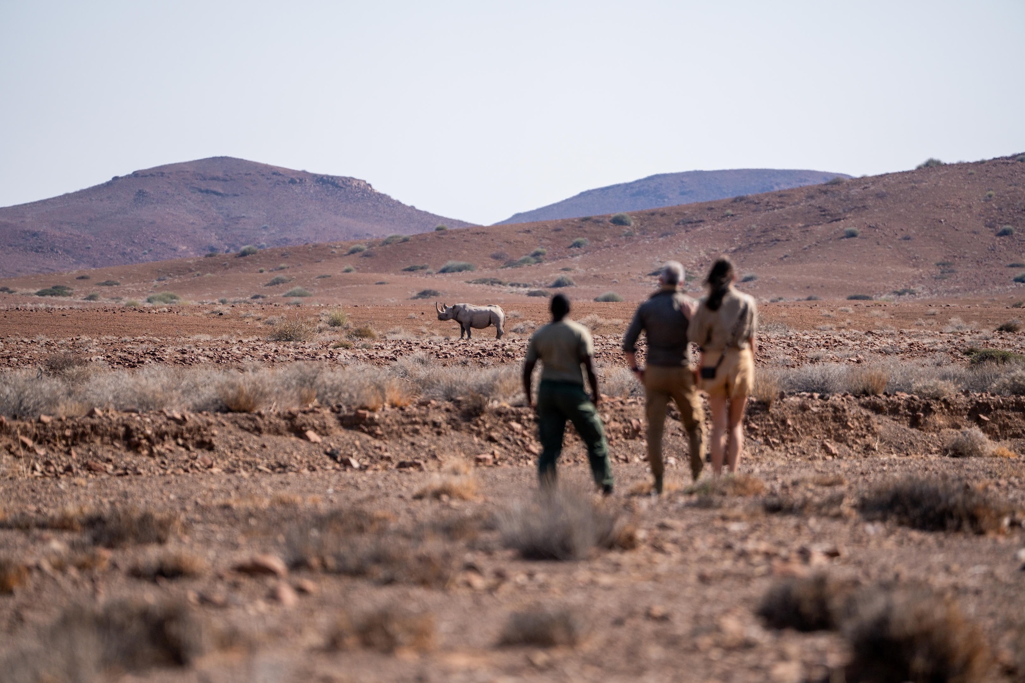A rhino tracker and guests witness a black rhino while on a Namibia safari