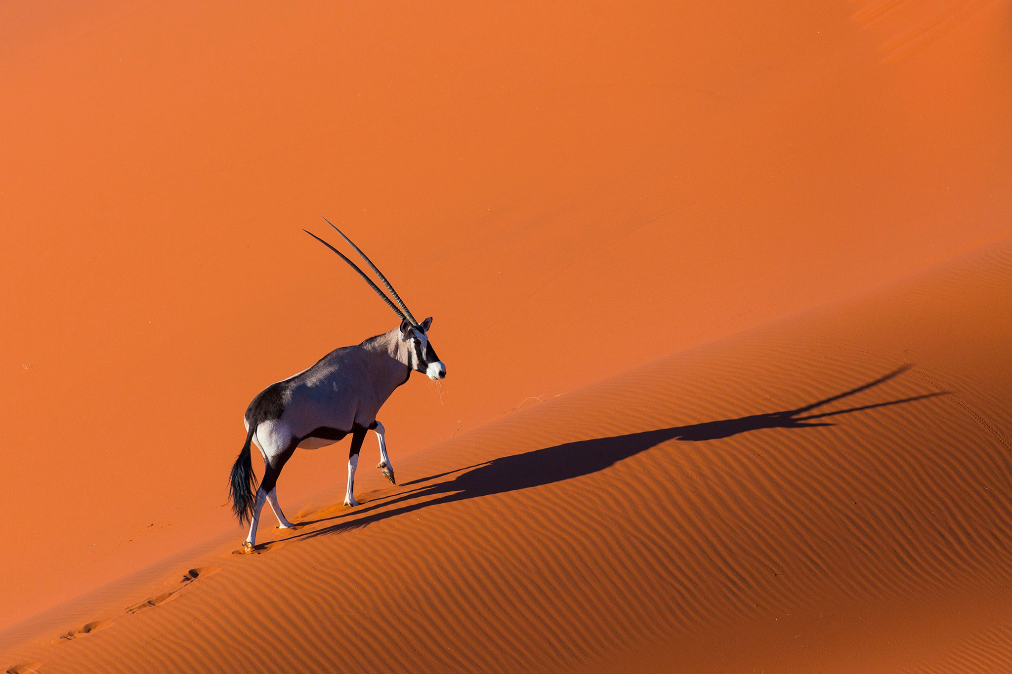 An oryx wandering along orange dunes