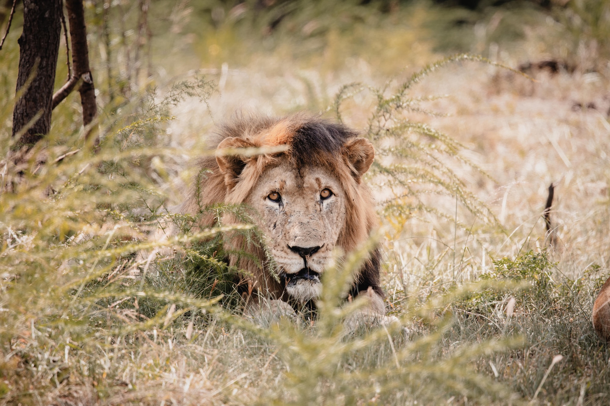 A lion in the grasslands of Akagera National Park, as seen on a Rwanda safari. 