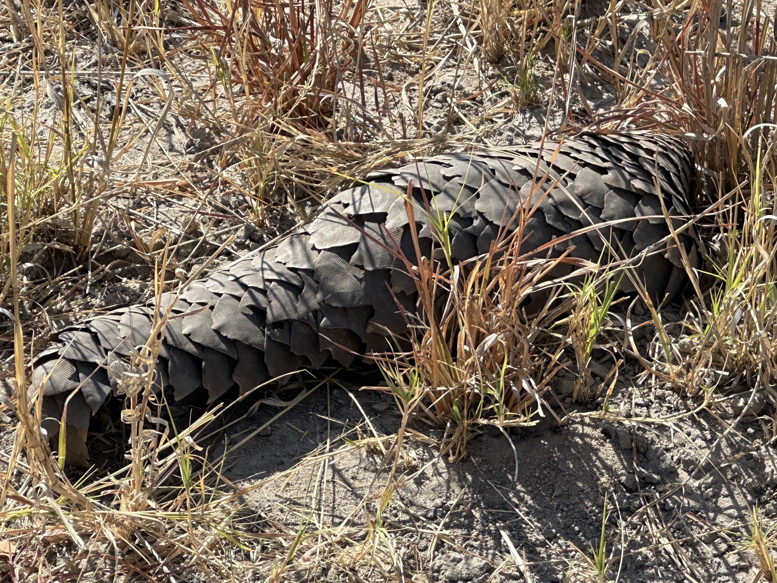 A pangolin curled among dry grass during a rare Hwange wildlife sighting.