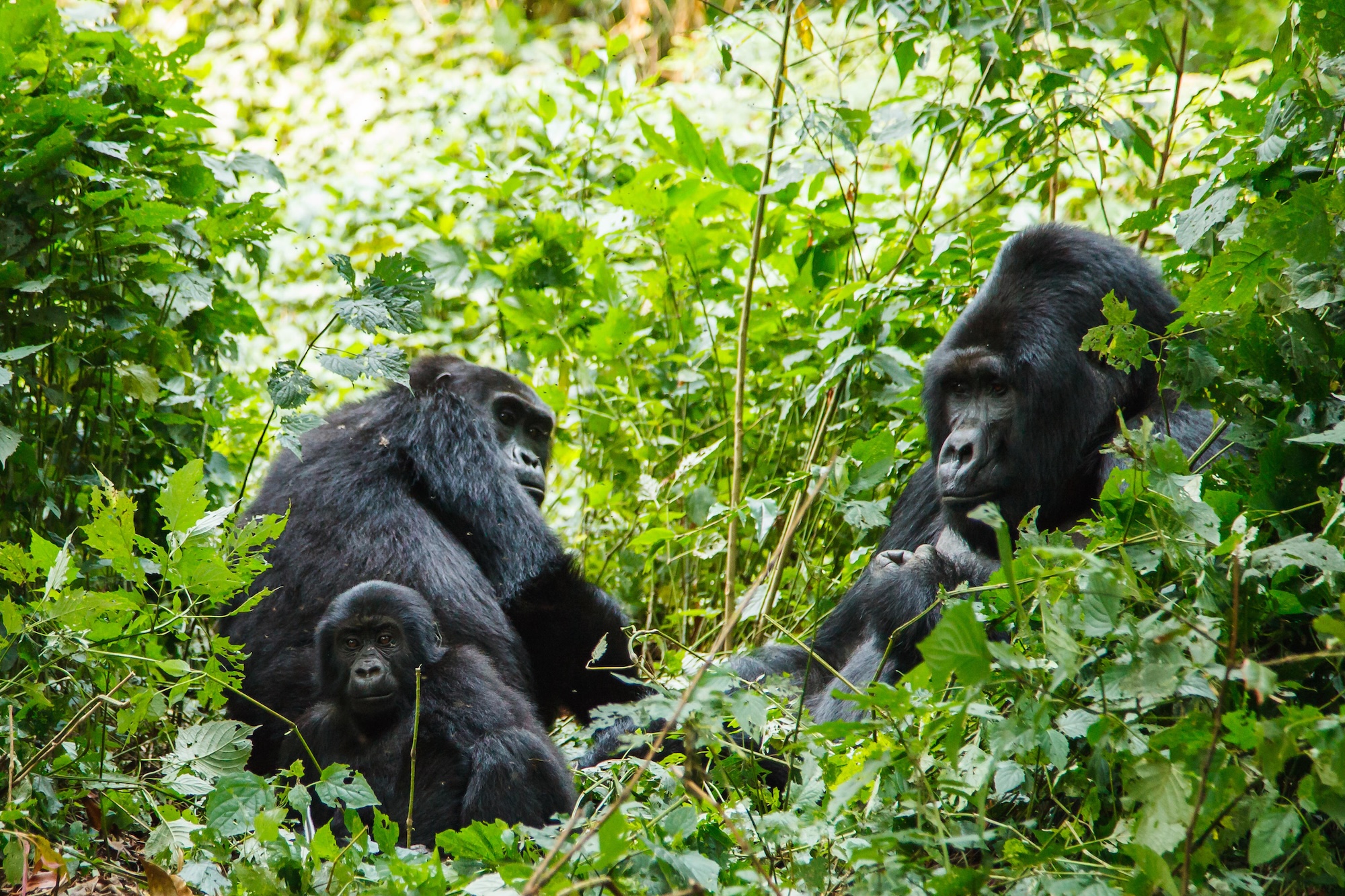 Two gorilla parents and their baby in the thickets of Volcano National Park, as seen when gorilla trekking in Rwanda