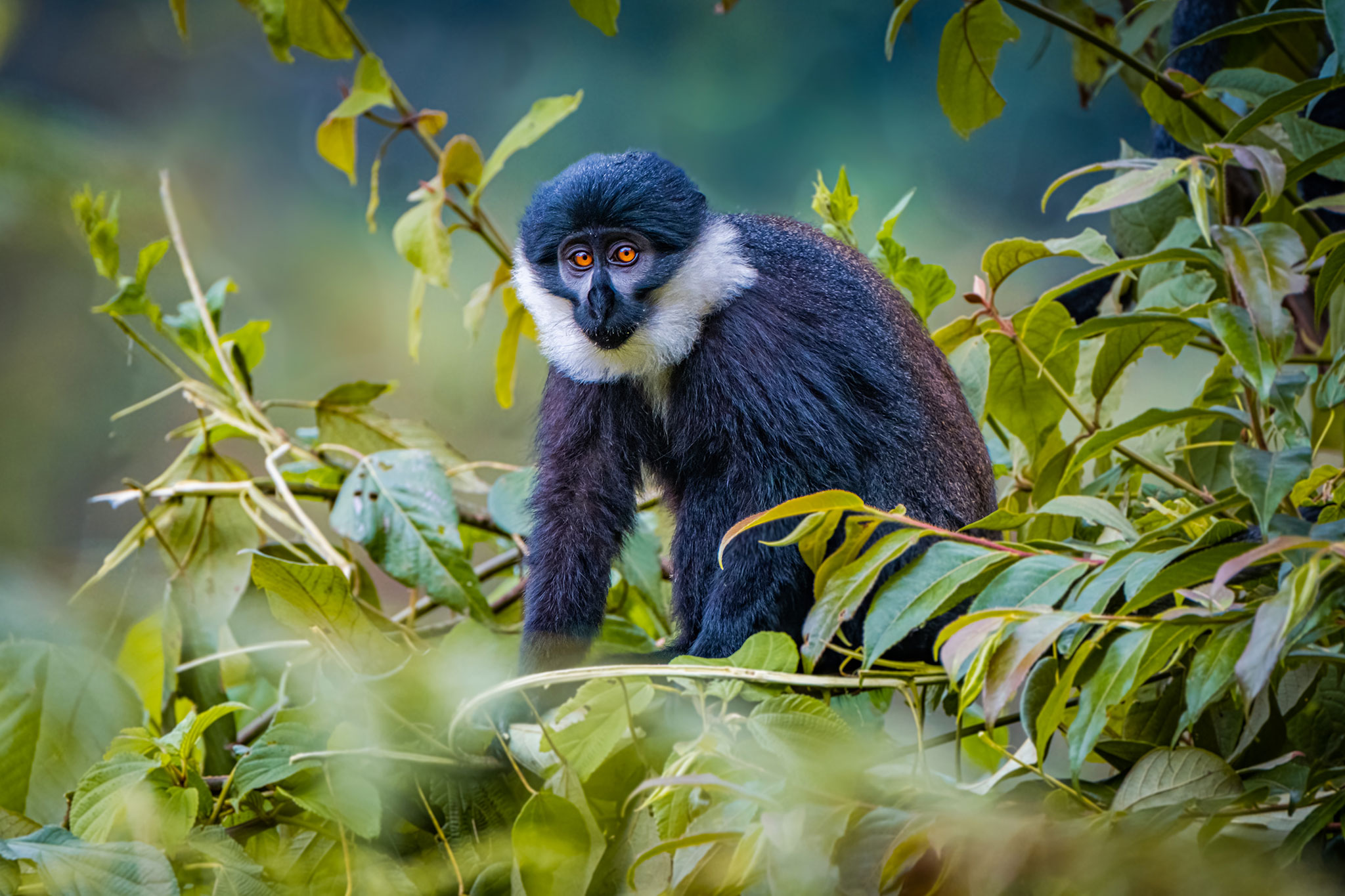 L’Hoest’s Monkey