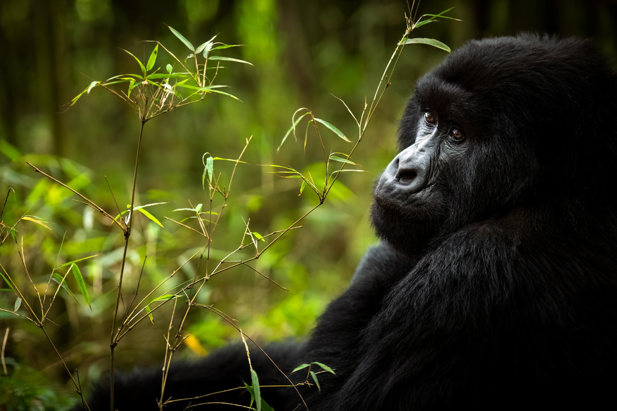 A gorilla sitting in Volcanoes National Park seen on gorilla trekking in Rwanda